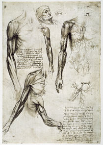 Leonardo / Armmuskeln u.–venen / fol. 141 r von klassik art