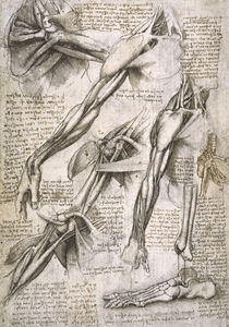 Leonardo / Schulter– Armmuskel/Fuß/f. 144 v by klassik art