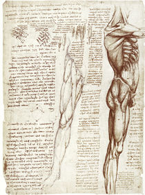 Leonardo / Rumpf– Beinmuskulatur / fol. 148 v von klassik art