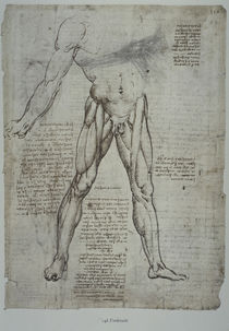 Leonardo / Oberschenkelmuskulatur/f. 148 r by klassik art