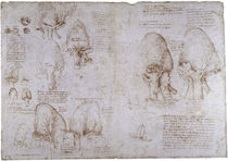 Leonardo / Ochsenherz Venen Kammer/f. 166v by klassik art