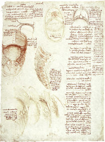 Leonardo / Brustkorb Zwerchfell / fol. 186 r by klassik art