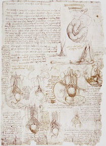 Leonardo / Fötus u. a. / fol. 197 r von klassik art