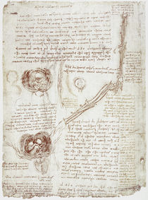 Leonardo / Ellbogen / Fötus im Uterus/f. 196v von klassik art