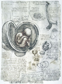 Leonardo / Fötus Uterus Steißlage/f. 198 r by klassik art