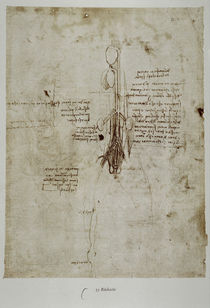 Leonardo / Pferd innere Organe / fol. 35 v von klassik art