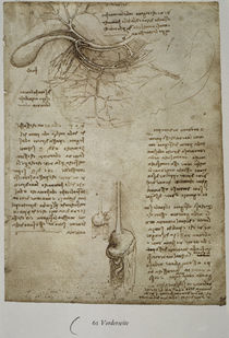 Leonardo / Milz–, Leber–, Magengefässe/f. 61r by klassik art