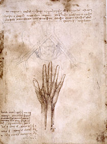 Leonardo / Becken / Hand und Finger / fol. 67v von klassik art