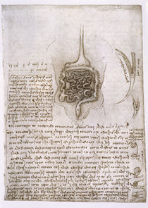 Leonardo / Verdauungsapparat / fol. 73 r von klassik art