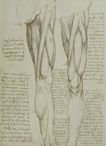Leonardo / Bein-Muskulatur / fol. 77 v by klassik art