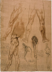 Leonardo / Beinmuskulatur / Pferdebein/f. 95r by klassik art