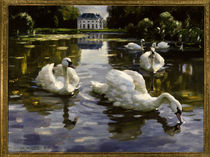 Swans in Nymphenburg / A.Koester / Painting by klassik art