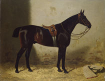 E. Volkers, Pferdeporträt by klassik art