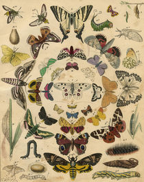 Butterflies / from: Grünewald / 1841 by klassik art