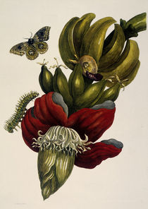 M.S.Merian, Banane und Automeris/1700 von klassik art