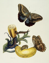 Banana Fruit and Caligo / M.S.Merian / Copper Engraving, 1700 by klassik art
