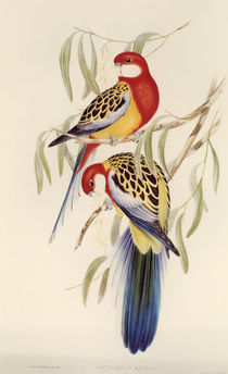 Eastern Rosella / lithograph by J.Gould. by klassik art