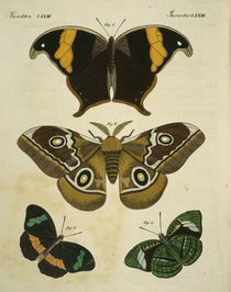 Schmetterlinge / aus Bertuch 1813 von klassik art