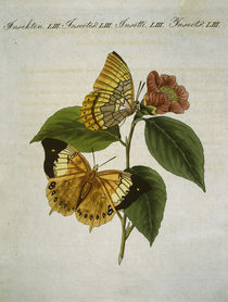 Bernard’s butterfly / from Bertuch 1809 by klassik art
