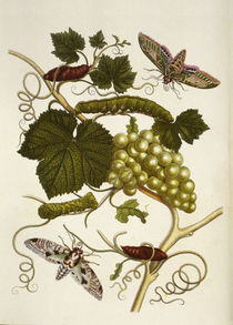 Grape-Vine and Moth /  M.S.Merian / Copper Engraving, 1705 by klassik art