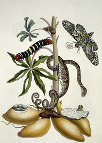 M.S.Merian, Manioc Root, Snake And Moth by klassik art