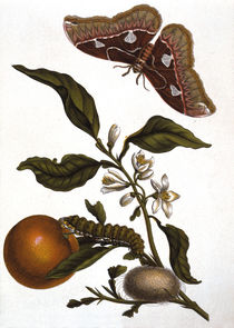 M.S.Merian, "Orange and moth" / copper engraving by klassik art