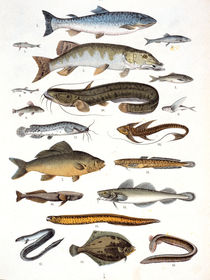 Fish / Bromme / 1861 by klassik art