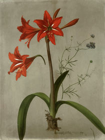 A. Senff, Amaryllis and Gilia / painting 1844 by klassik-art