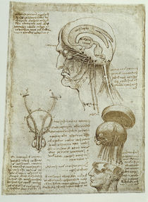 Leonardo, Anatomiestudien Gehirn u. a. von klassik art