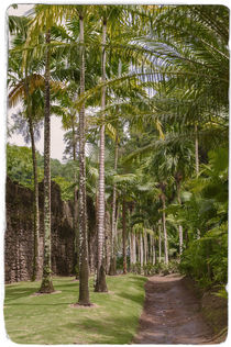 Palms in Tropical Garden von cinema4design