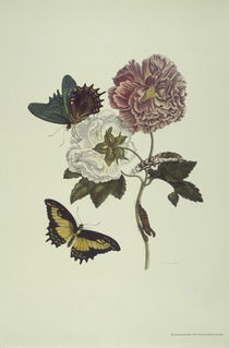 M.S.Merian / Hibiscus and Swallow Tail by klassik art