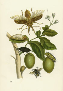 Genipa americana and Insects / Merian by klassik art