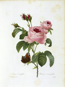 Rosa centifolia / Redouté 1835 Nr. 117 von klassik art