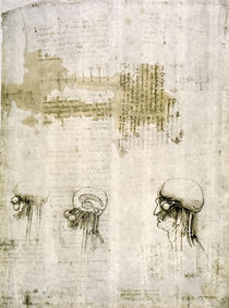 Leonardo / Gehirn mit Nervenbahnen/f. 103r von klassik art