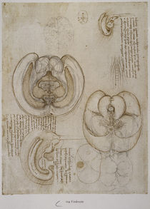 Leonardo / Hirnkammern / fol. 104r von klassik art