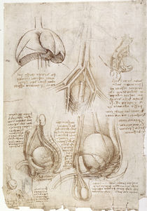 Leonardo / Lunge Blase Genitalien / fol. 106v by klassik art