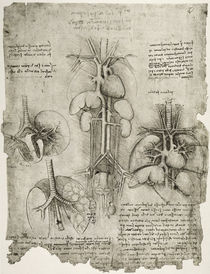 Leonardo / Bauch Brustkorb / fol. 107 r von klassik art