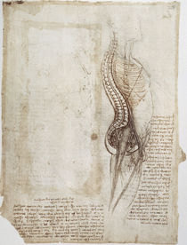 Leonardo / Wirbelsäule Längsschnitt/f. 109v von klassik art