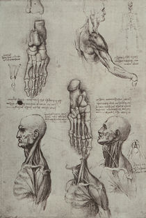 Leonardo / Fuß Schulter Hals / fol. 134 v von klassik art