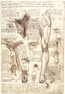 Leonardo / Zunge Rachen u. a. / fol. 134 r von klassik art