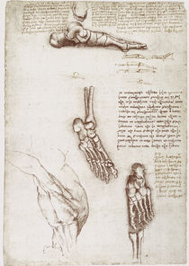 Leonardo / Schulter Fußknochen / fol. 135 r by klassik art
