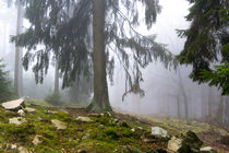 Mystischer Wald im Nebel by Ronald Nickel