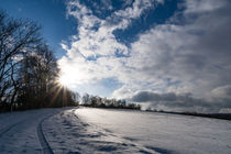 Tiefstehende Sonne über der winterlichen Windschutzhecke von Ronald Nickel