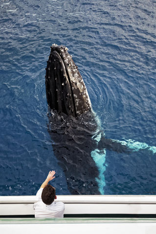Npr-aus-qu-whale-watching-ib-0028a