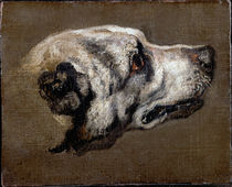 Pieter Boel, Kopf eines Hundes von klassik art