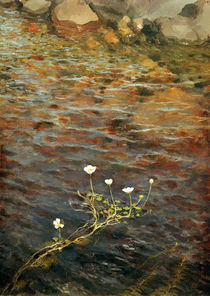 E.Järnevelt / Water Ranunculus / 1895 by klassik art