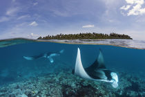 Manta Rays by Norbert Probst
