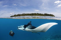 Manta Companionship by Norbert Probst