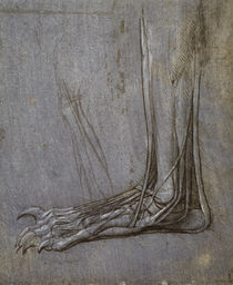 Vinci / Strecksehnen Bärentatze / fol. 12 r von klassik art