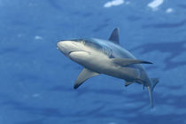 Grey Reef Shark (Carcharhinus amblyrhinchus) von Norbert Probst